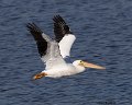 _B223401 american white pelican